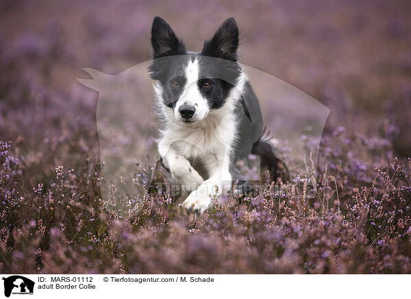 adult Border Collie / MARS-01112