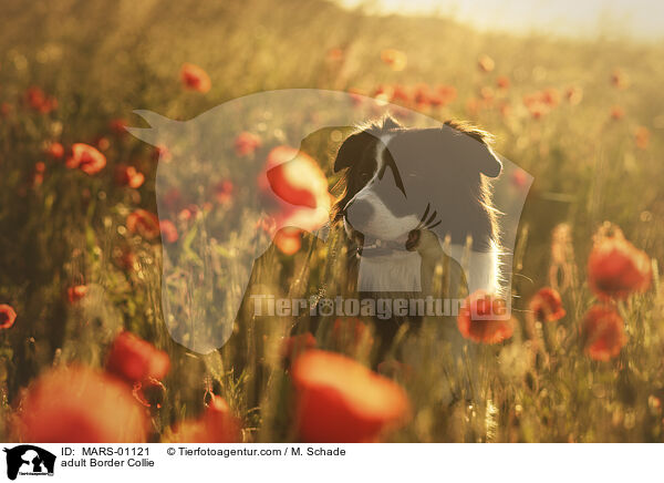 adult Border Collie / MARS-01121