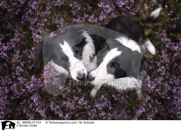 2 Border Collie / 2 Border Collie / MARS-01123