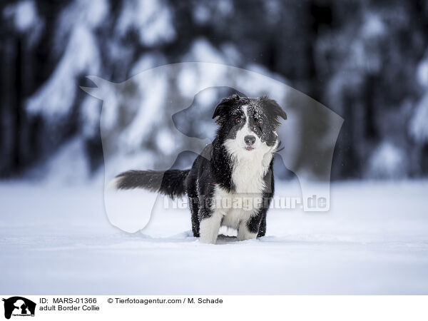 adult Border Collie / MARS-01366