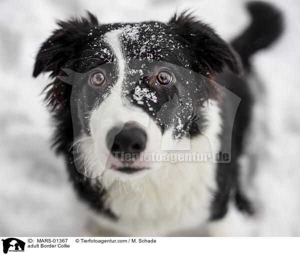 adult Border Collie / MARS-01367