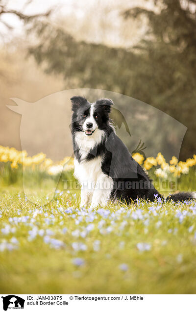 adult Border Collie / JAM-03875