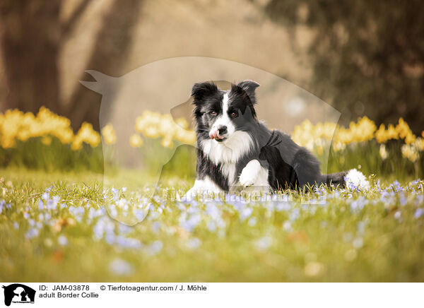 adult Border Collie / JAM-03878