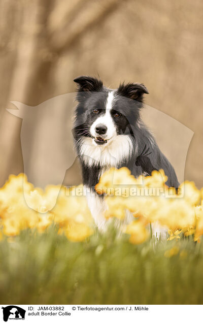 adult Border Collie / JAM-03882