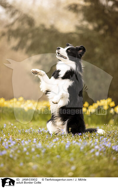 adult Border Collie / JAM-03902