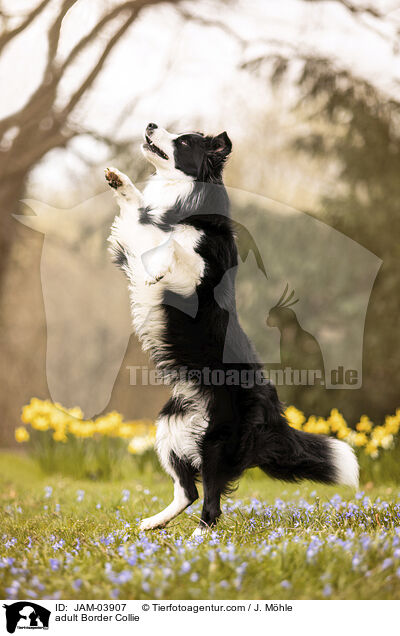 ausgewachsener Border Collie / adult Border Collie / JAM-03907
