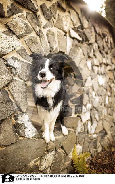 adult Border Collie / JAM-03930
