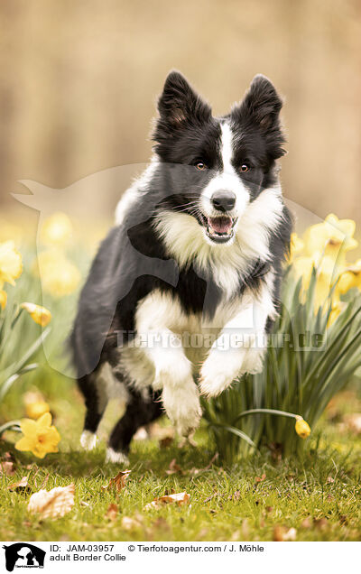 adult Border Collie / JAM-03957