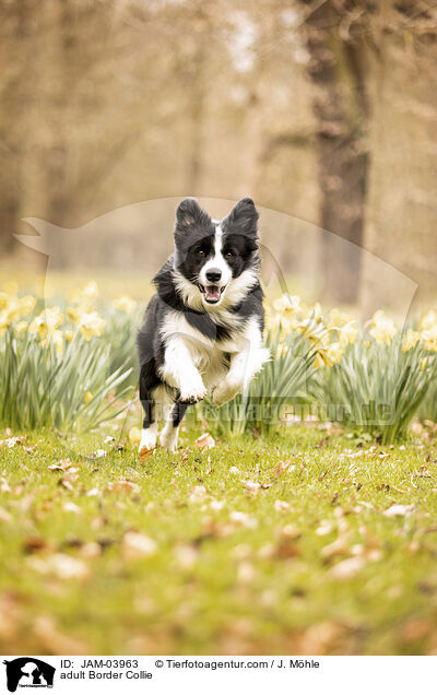 adult Border Collie / JAM-03963