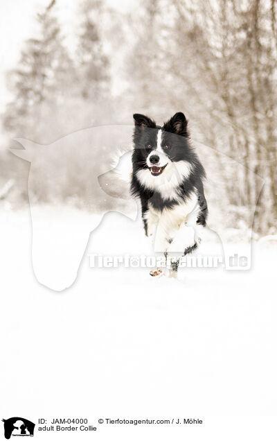 adult Border Collie / JAM-04000