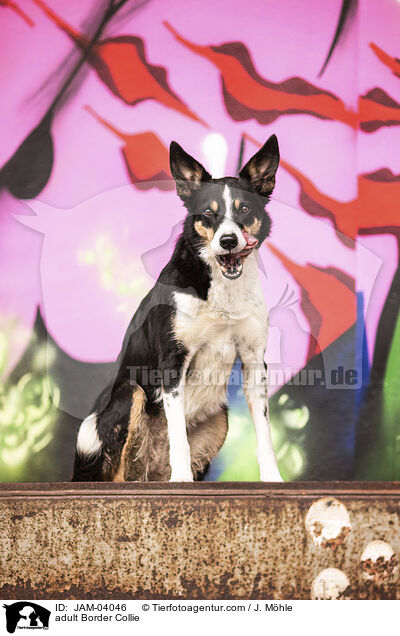 adult Border Collie / JAM-04046