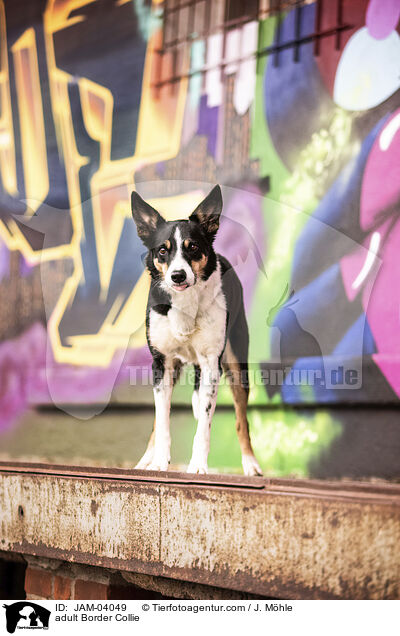 ausgewachsener Border Collie / adult Border Collie / JAM-04049
