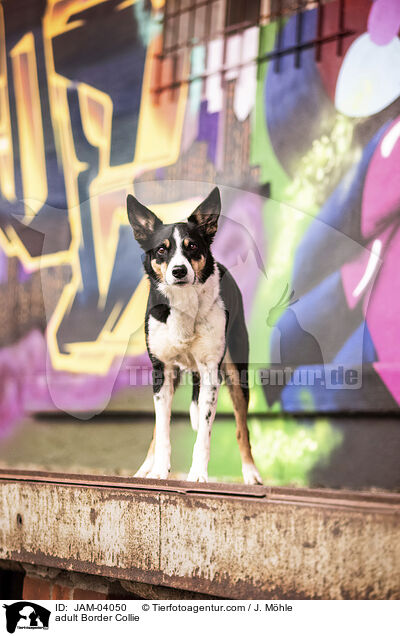 adult Border Collie / JAM-04050