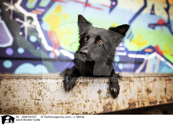 adult Border Collie / JAM-04057