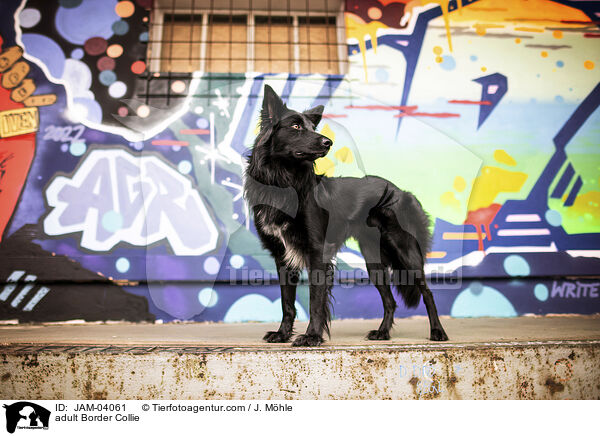 adult Border Collie / JAM-04061