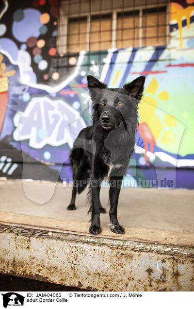 adult Border Collie / JAM-04062