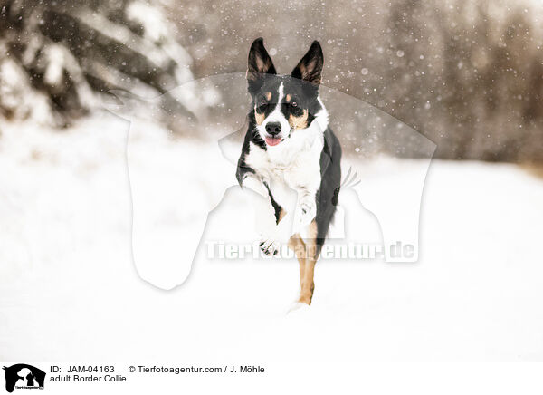 adult Border Collie / JAM-04163