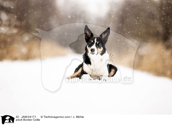 adult Border Collie / JAM-04171