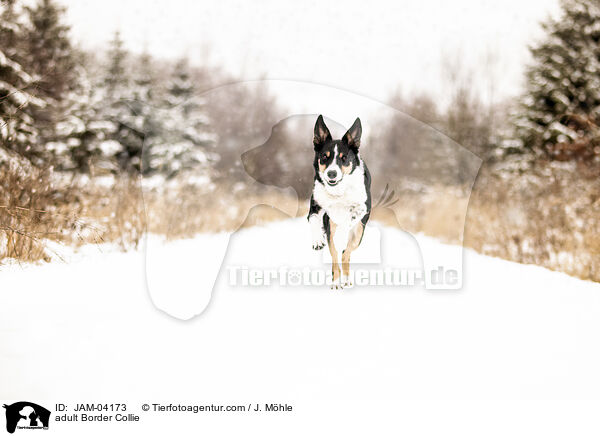 adult Border Collie / JAM-04173