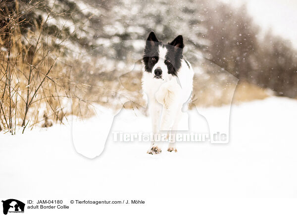 adult Border Collie / JAM-04180