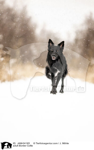 adult Border Collie / JAM-04185