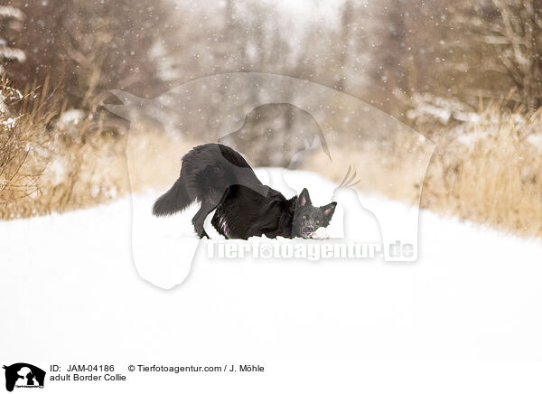 adult Border Collie / JAM-04186