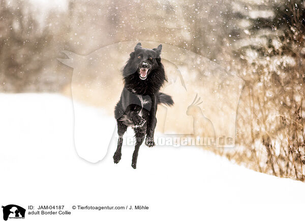 adult Border Collie / JAM-04187