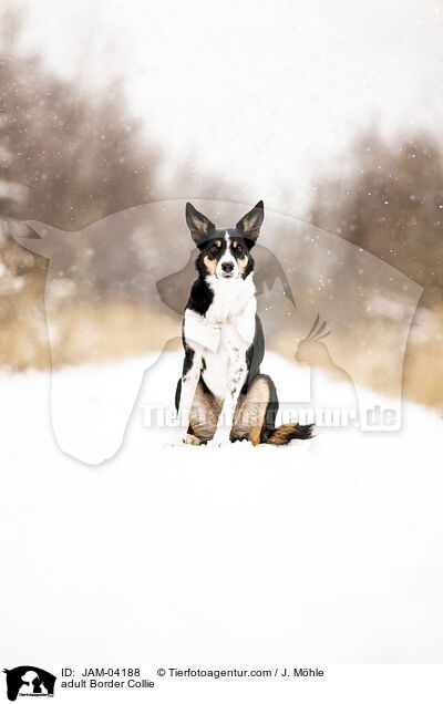 adult Border Collie / JAM-04188