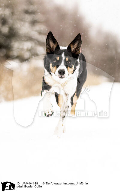 adult Border Collie / JAM-04189