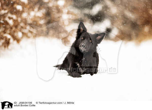 adult Border Collie / JAM-04196