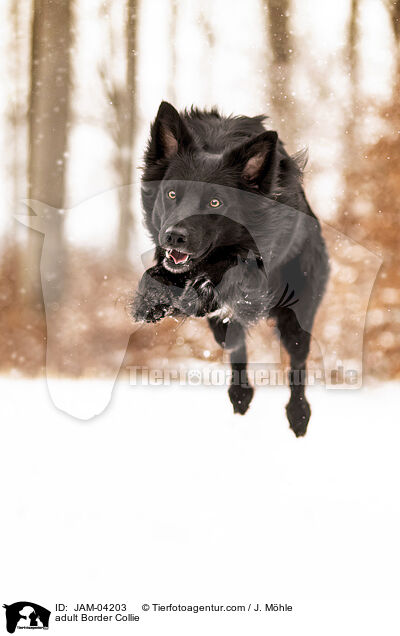 adult Border Collie / JAM-04203