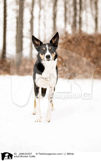 adult Border Collie / JAM-04207