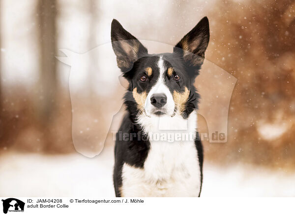 adult Border Collie / JAM-04208