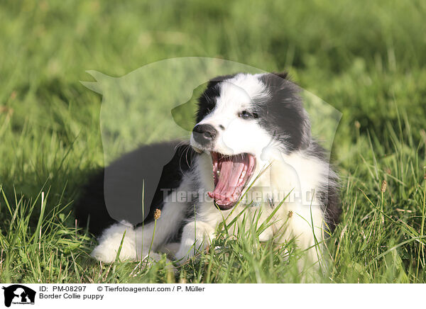Border Collie puppy / PM-08297