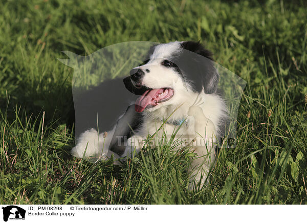 Border Collie puppy / PM-08298
