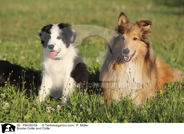 Border Collie and Collie / PM-08309