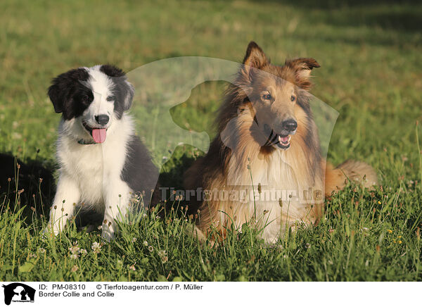 Border Collie and Collie / PM-08310