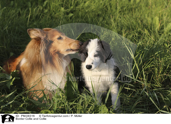 Border Collie and Collie / PM-08316