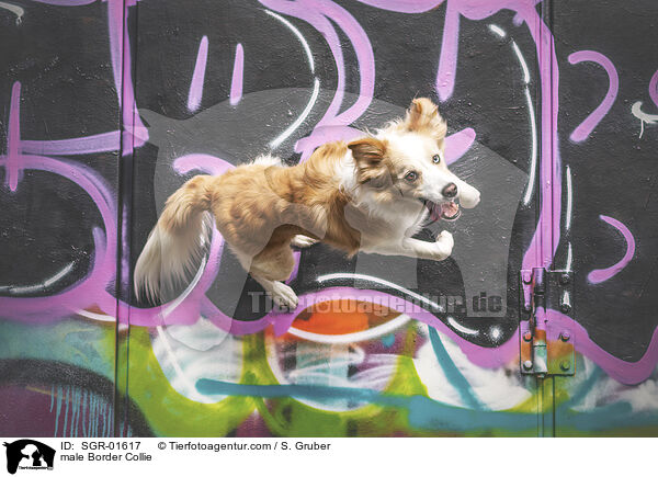 Border Collie Rde / male Border Collie / SGR-01617