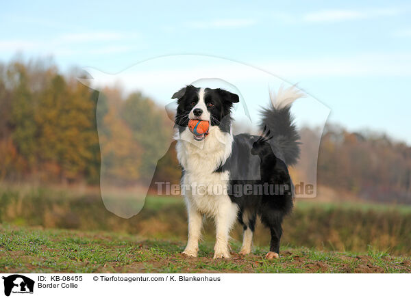 Border Collie / KB-08455