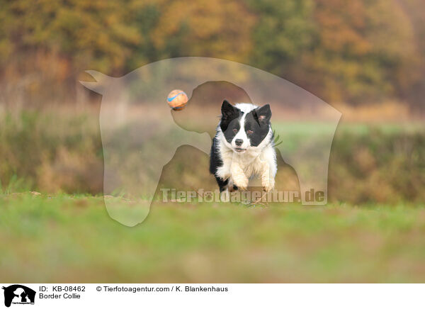 Border Collie / KB-08462