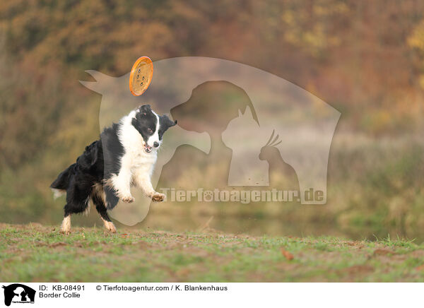 Border Collie / KB-08491