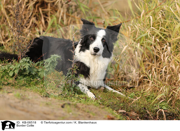 Border Collie / KB-08518