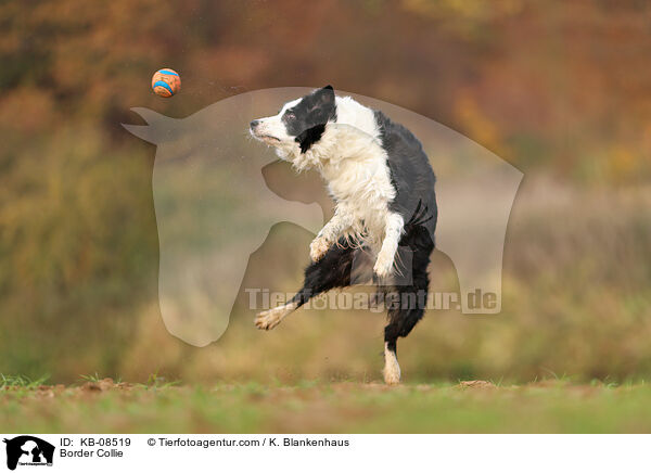 Border Collie / KB-08519