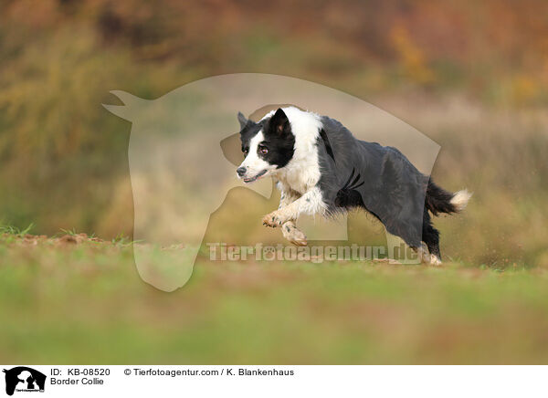 Border Collie / KB-08520