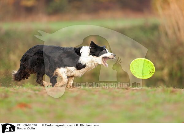 Border Collie / Border Collie / KB-08538