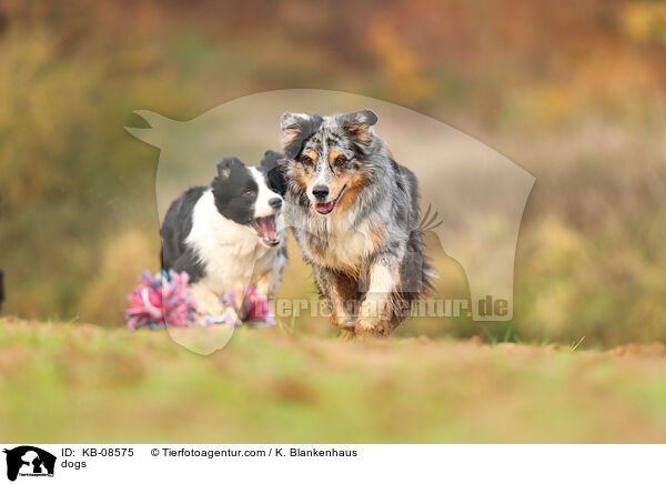 dogs / KB-08575