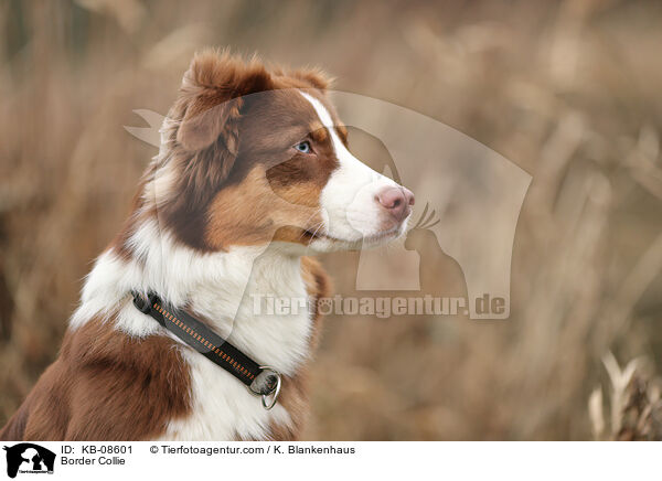 Border Collie / Border Collie / KB-08601
