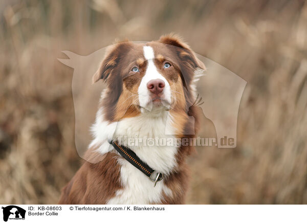 Border Collie / Border Collie / KB-08603