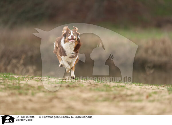 Border Collie / Border Collie / KB-08605